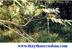 An tức hương
